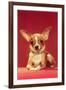 Chihuahua, Retro-null-Framed Art Print