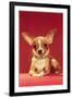 Chihuahua, Retro-null-Framed Art Print