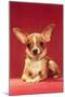 Chihuahua, Retro-null-Mounted Art Print