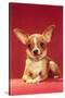 Chihuahua, Retro-null-Stretched Canvas