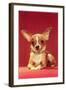 Chihuahua, Retro-null-Framed Art Print