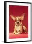 Chihuahua, Retro-null-Framed Art Print