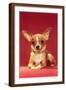 Brown Frame