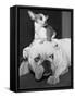 Chihuahua Seated on a Bulldog-Bettmann-Framed Stretched Canvas