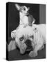 Chihuahua Seated on a Bulldog-Bettmann-Stretched Canvas
