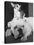 Chihuahua Seated on a Bulldog-Bettmann-Stretched Canvas