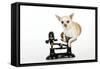 Chihuahua Sitting in Scales-null-Framed Stretched Canvas