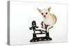Chihuahua Sitting in Scales-null-Stretched Canvas