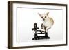 Chihuahua Sitting in Scales-null-Framed Photographic Print