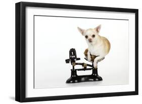 Chihuahua Sitting in Scales-null-Framed Photographic Print