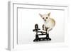 Chihuahua Sitting in Scales-null-Framed Photographic Print