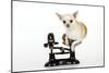 Chihuahua Sitting in Scales-null-Mounted Photographic Print