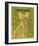 Chihuahua (tan)-John Golden-Framed Giclee Print