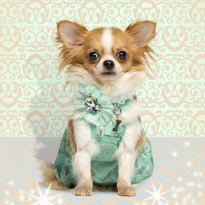 petstage