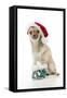 Chihuahua Wearing Christmas Hat and Knitted Boots-null-Framed Stretched Canvas