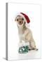 Chihuahua Wearing Christmas Hat and Knitted Boots-null-Stretched Canvas