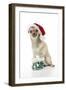 Chihuahua Wearing Christmas Hat and Knitted Boots-null-Framed Photographic Print