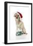 Chihuahua Wearing Christmas Hat and Knitted Boots-null-Framed Photographic Print