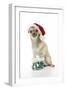 Chihuahua Wearing Christmas Hat and Knitted Boots-null-Framed Photographic Print