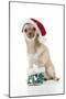 Chihuahua Wearing Christmas Hat and Knitted Boots-null-Mounted Photographic Print