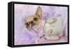 Chihuahua Wearing Pink Collar Laying on Purple-null-Framed Stretched Canvas
