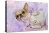 Chihuahua Wearing Pink Collar Laying on Purple-null-Stretched Canvas