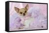 Chihuahua Wearing Pink Collar Laying on Purple-null-Framed Stretched Canvas