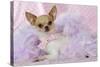 Chihuahua Wearing Pink Collar Laying on Purple-null-Stretched Canvas