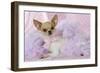 Chihuahua Wearing Pink Collar Laying on Purple-null-Framed Photographic Print