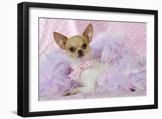 Chihuahua Wearing Pink Collar Laying on Purple-null-Framed Photographic Print