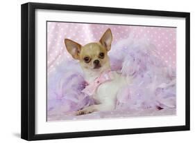 Chihuahua Wearing Pink Collar Laying on Purple-null-Framed Photographic Print