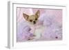 Chihuahua Wearing Pink Collar Laying on Purple-null-Framed Photographic Print