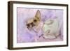 Chihuahua Wearing Pink Collar Laying on Purple-null-Framed Photographic Print