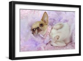 Chihuahua Wearing Pink Collar Laying on Purple-null-Framed Photographic Print