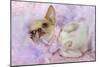 Chihuahua Wearing Pink Collar Laying on Purple-null-Mounted Photographic Print