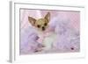 Chihuahua Wearing Pink Collar Laying on Purple-null-Framed Photographic Print