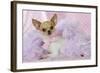 Chihuahua Wearing Pink Collar Laying on Purple-null-Framed Photographic Print