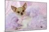 Chihuahua Wearing Pink Collar Laying on Purple-null-Mounted Photographic Print