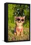 Chihuahua Wearing Sunglasses And T-Shirt In The Park-vitalytitov-Framed Stretched Canvas