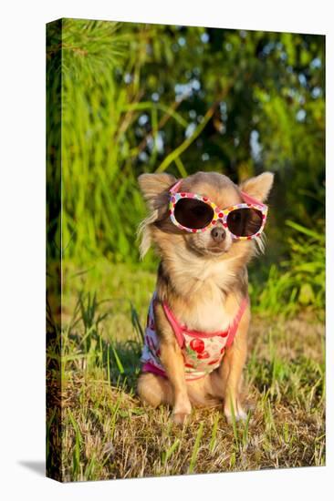 Chihuahua Wearing Sunglasses And T-Shirt In The Park-vitalytitov-Stretched Canvas