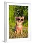 Chihuahua Wearing Sunglasses And T-Shirt In The Park-vitalytitov-Framed Photographic Print