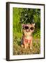 Chihuahua Wearing Sunglasses And T-Shirt In The Park-vitalytitov-Framed Photographic Print