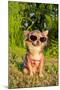 Chihuahua Wearing Sunglasses And T-Shirt In The Park-vitalytitov-Mounted Photographic Print