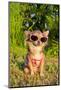 Chihuahua Wearing Sunglasses And T-Shirt In The Park-vitalytitov-Mounted Photographic Print