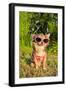 Chihuahua Wearing Sunglasses And T-Shirt In The Park-vitalytitov-Framed Photographic Print