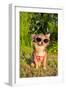 Chihuahua Wearing Sunglasses And T-Shirt In The Park-vitalytitov-Framed Photographic Print