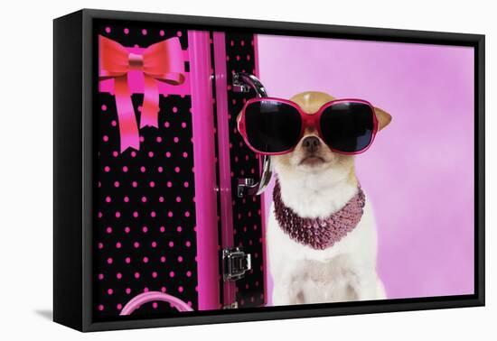 Chihuahua Wearing Sunglasses with Girly Props-null-Framed Stretched Canvas