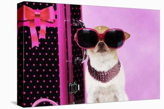 Chihuahua Wearing Sunglasses with Girly Props-null-Stretched Canvas