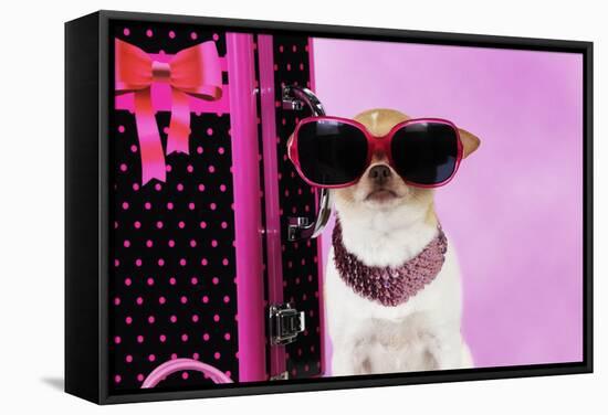 Chihuahua Wearing Sunglasses with Girly Props-null-Framed Stretched Canvas