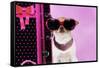 Chihuahua Wearing Sunglasses with Girly Props-null-Framed Stretched Canvas